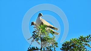 TÃÂ³rtola turca ÃÂ Collared dove photo